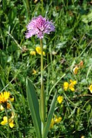 Die Kugelorchis ist eine Charakterart der Rostseggenhalden