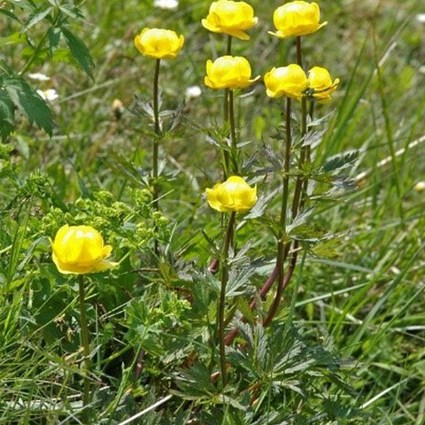 Trollblume.jpeg. Vergrösserte Ansicht