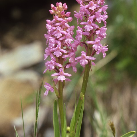 Langspornige Handwurz, Foto von Walter Messmer. Vergrösserte Ansicht