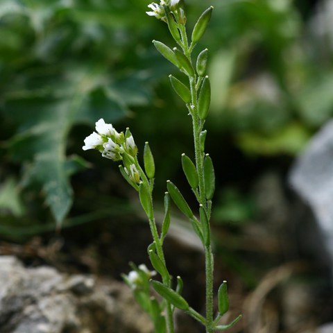 Graues Felsenblümchen, Draba incana L., Foto von Christophe Bornand. Vergrösserte Ansicht