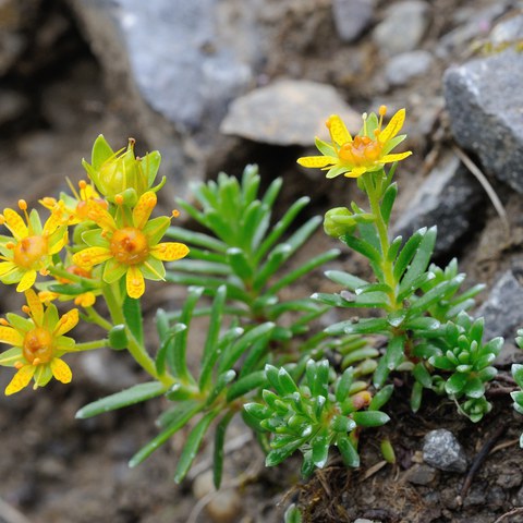 Bach-Steinbrech, Foto von Walter Messmer. Vergrösserte Ansicht
