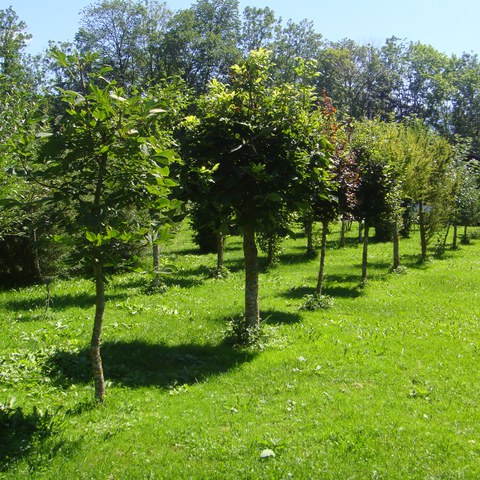 Pflanzgarten Nanisau. Vergrösserte Ansicht