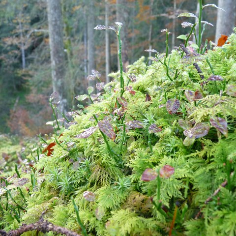 P1380098. Vergrösserte Ansicht